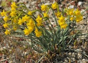 Narciso-do-Mondego (Narcissus scarabelus)