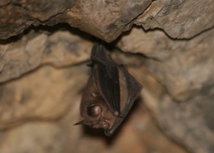 Prospeção de abrigos de morcegos