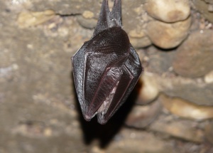 Aproveitamento Hidrelétrico do Fridão (Morcego-de-ferradura-pequeno)