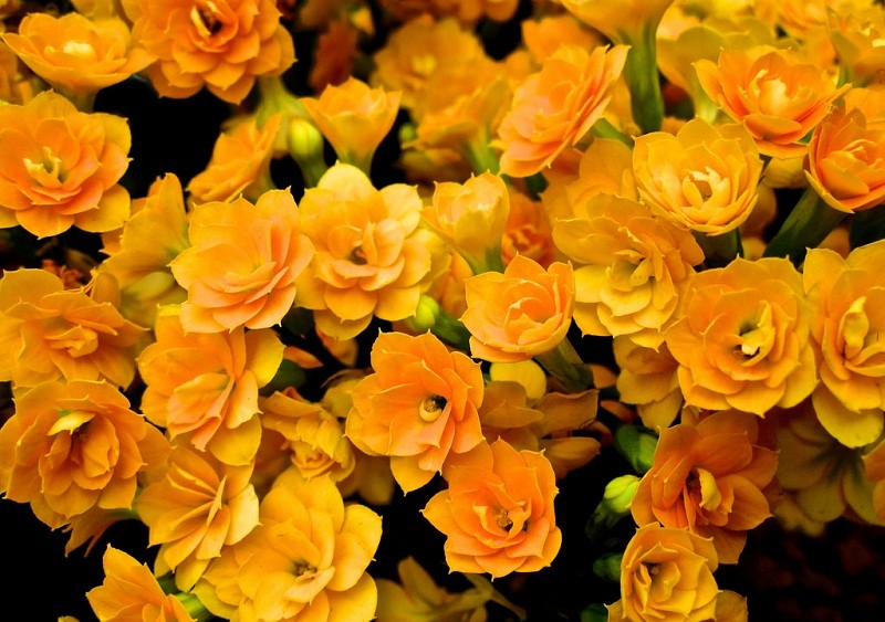 Kalanchoe
