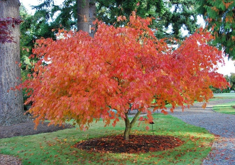 Acer Palmatum
