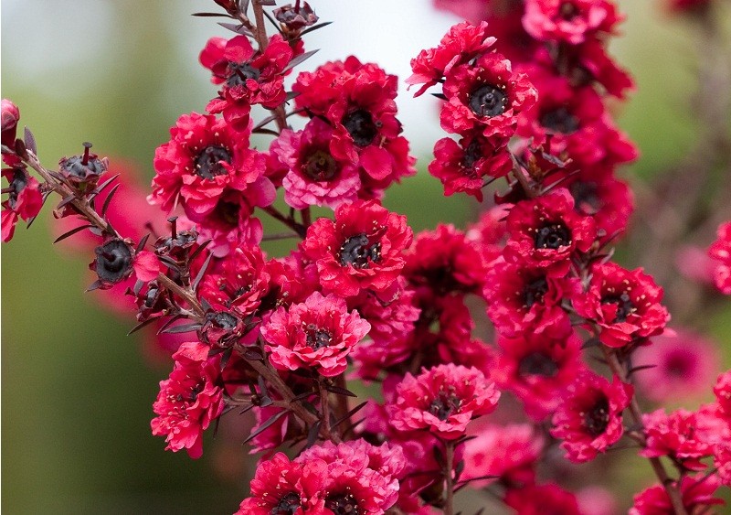 Leptospermum