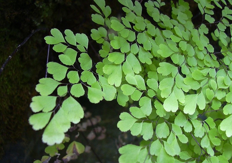 Adiantum