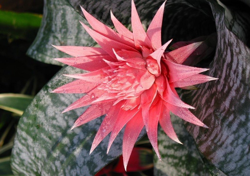 Aechmea