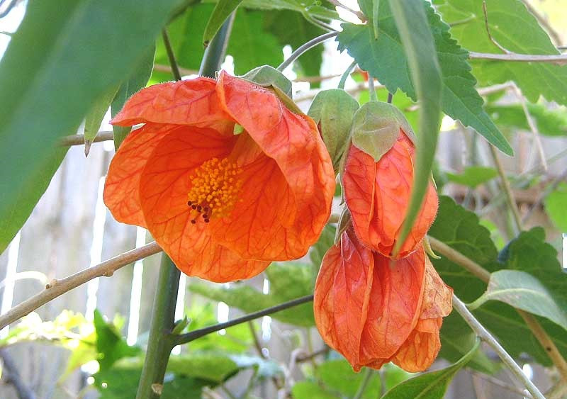 Abutilon