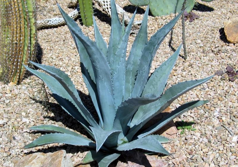 Agave