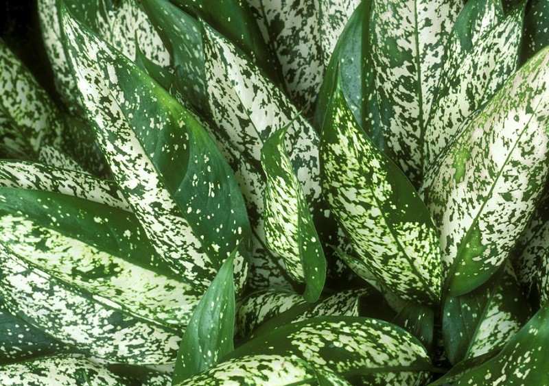 Aglaonema