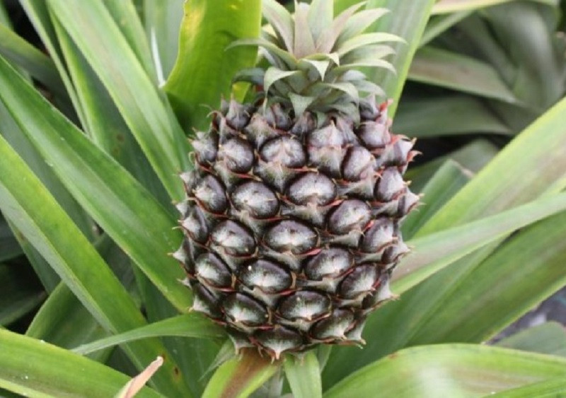 Ananas