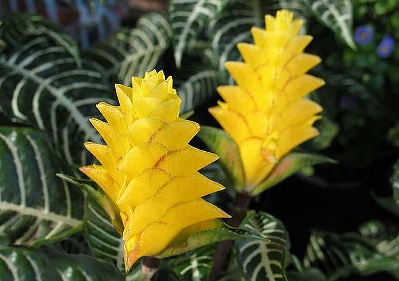 Aphelandra