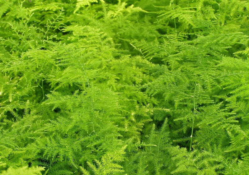 Asparagus