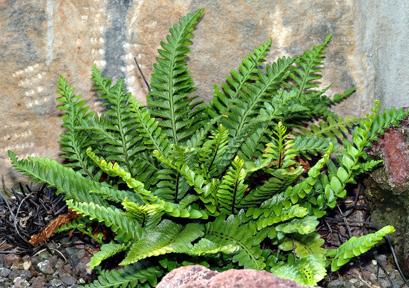 Asplenium