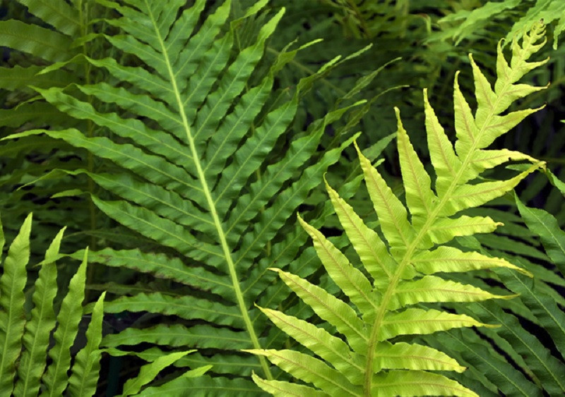 Blechnum