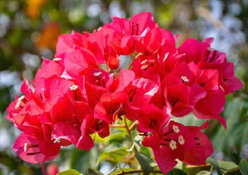 Bougainvillea