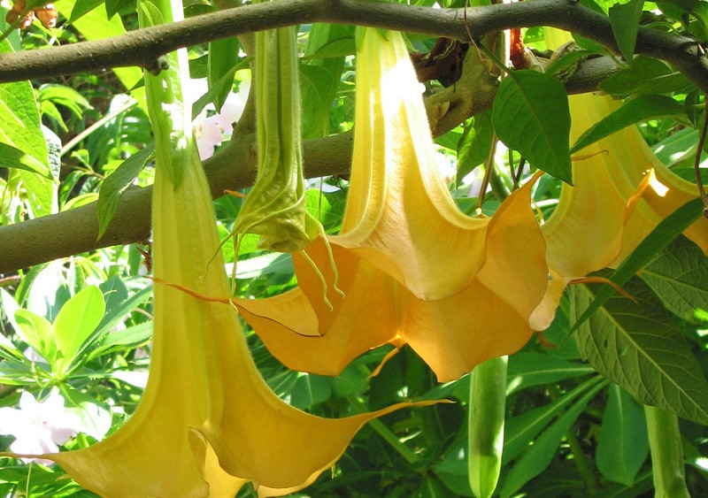 Brugmansia
