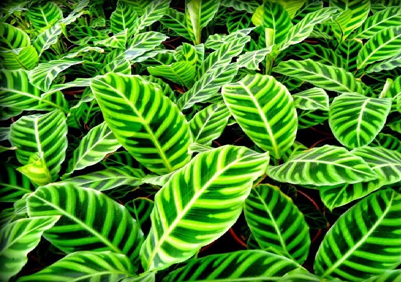 Calathea