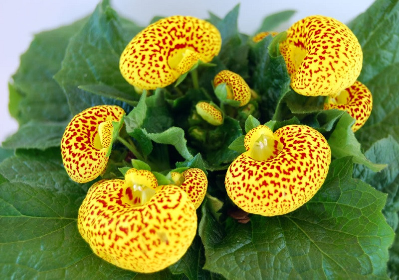 Calceolaria