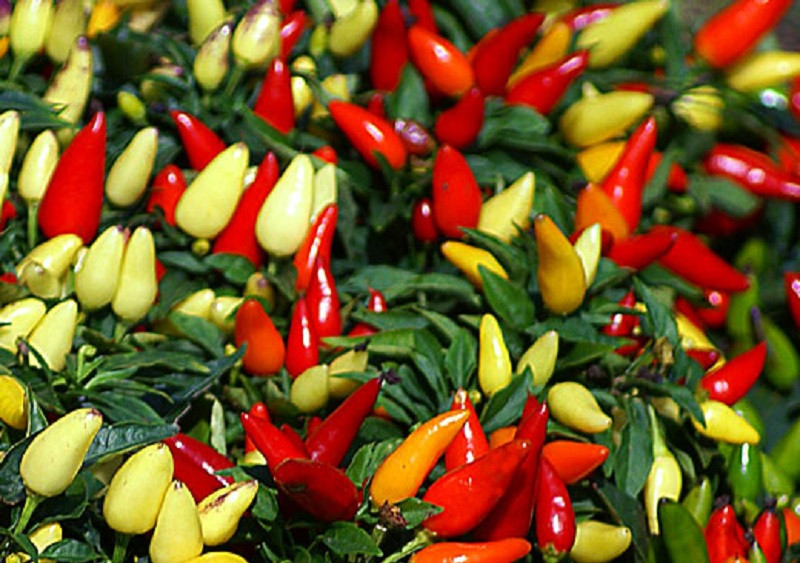 Capsicum