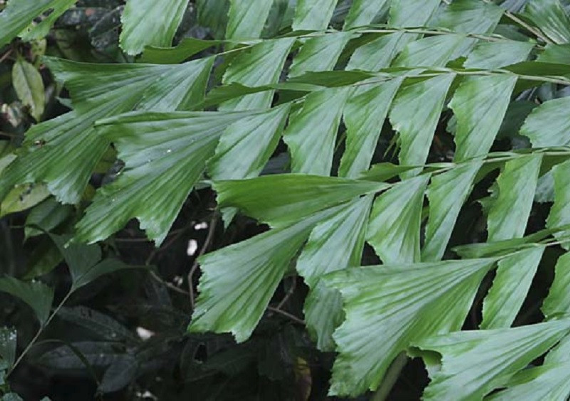 Caryota