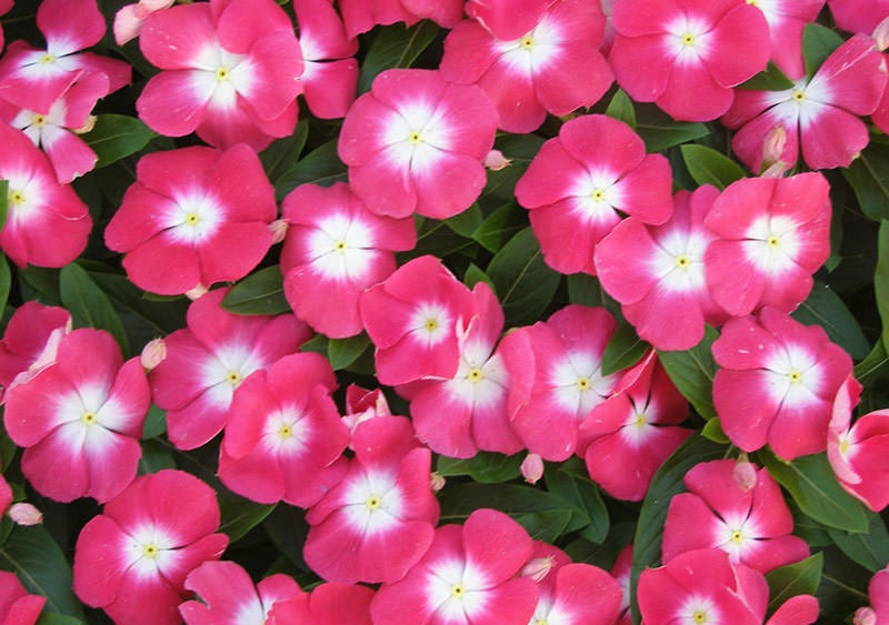 Catharanthus