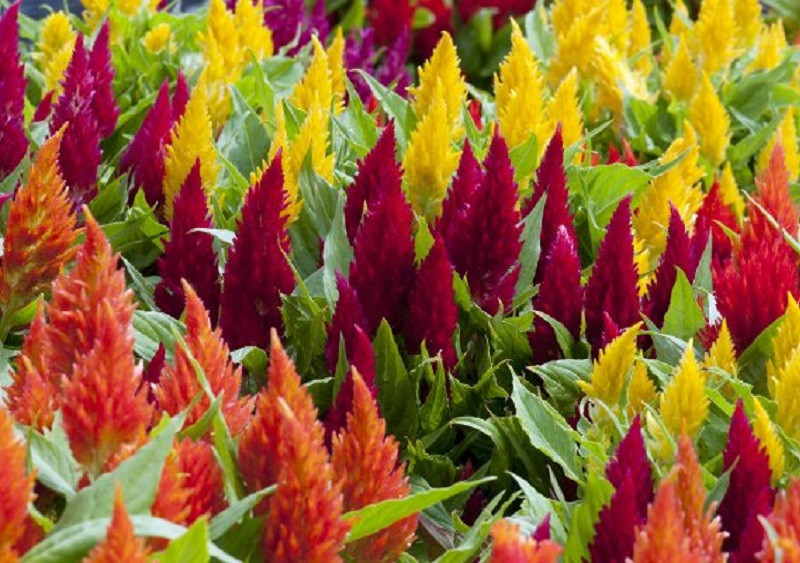 Celosia