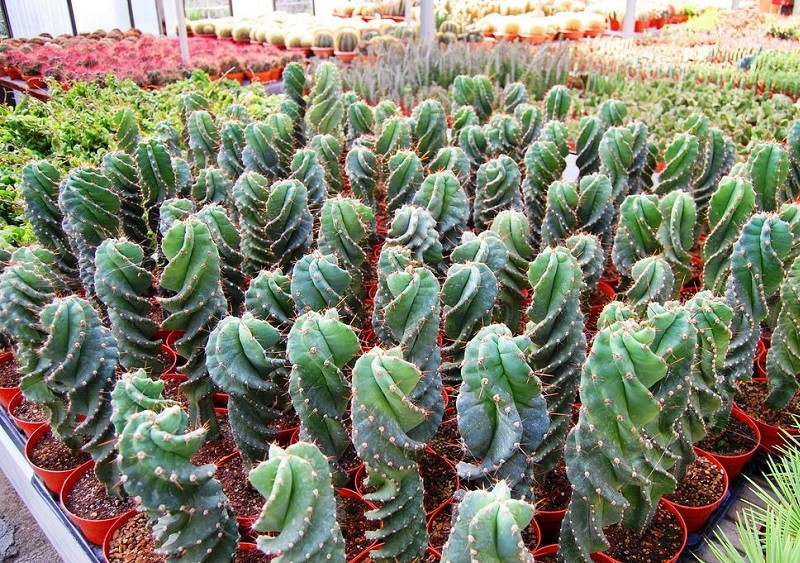 Cereus