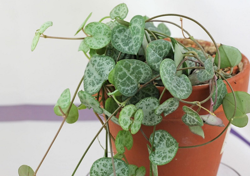 Ceropegia