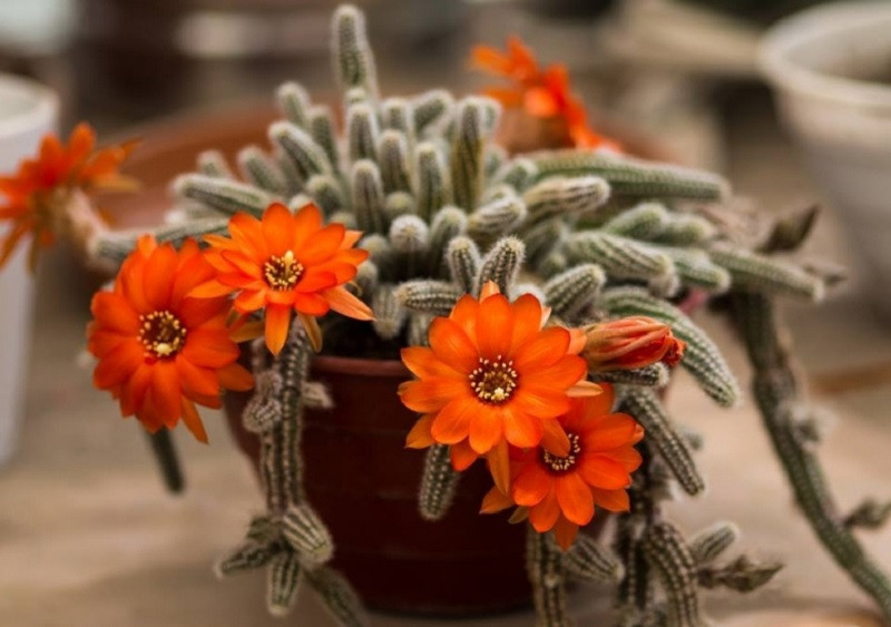 Chamaecereus