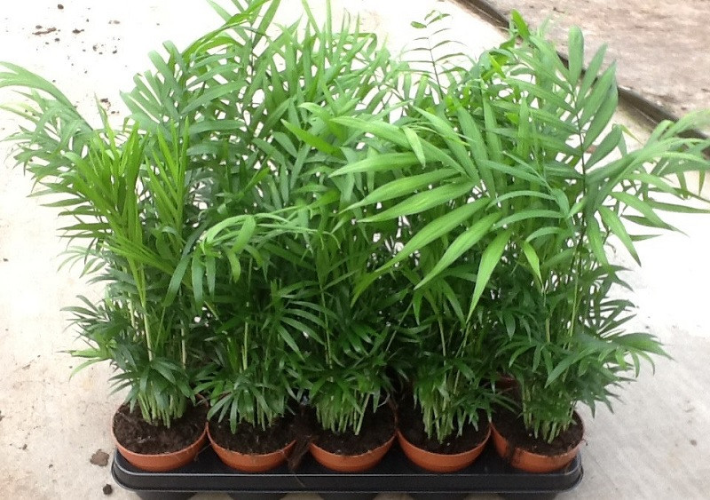 Chamaedorea