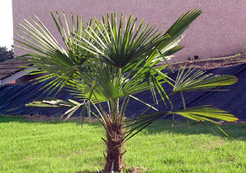Chamaerops
