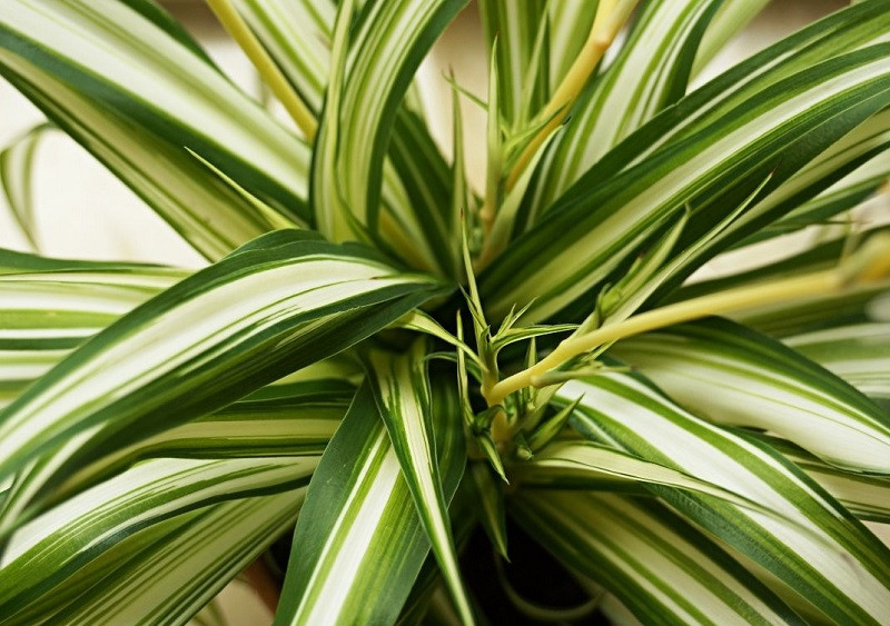 Chlorophytum
