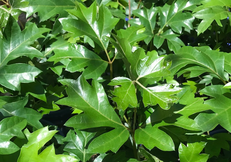 Cissus