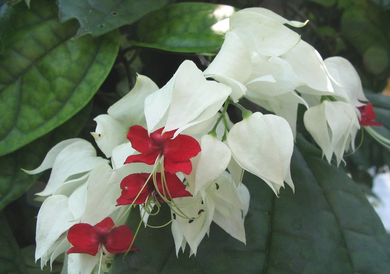 Clerodendron