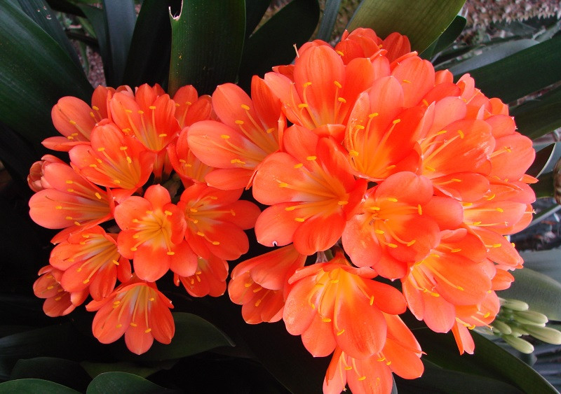 Clivia