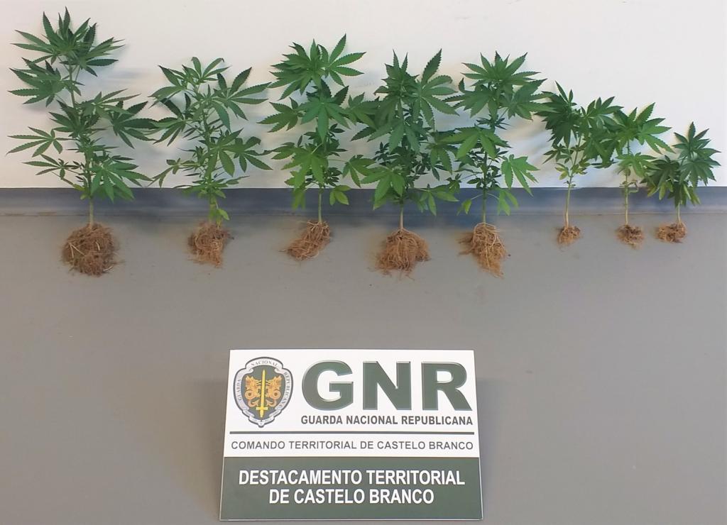 Castelo Branco Homem Detido Por Cultivo De Cannabis Reconquista