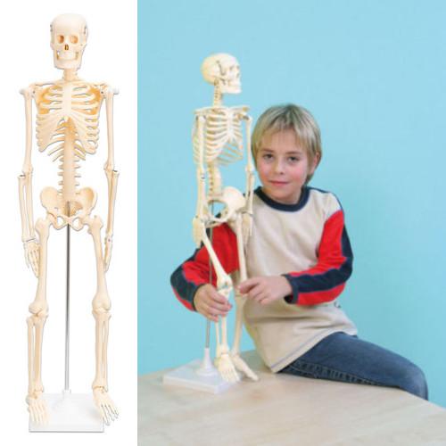 Esqueleto médio, 80cm de altura, com suporte