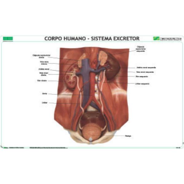 Mapa Corpo Humano - Sistema Excretor 120x80cm