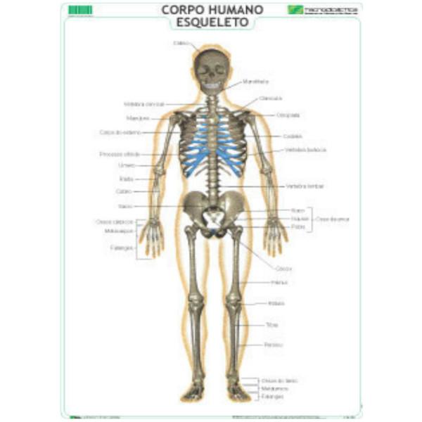 Mapa Corpo Humano - Esqueleto 120x80cm