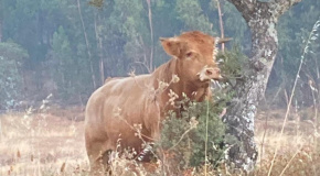 Ródão: Vacas à solta destroem 600 nogueiras - Vimarsana News