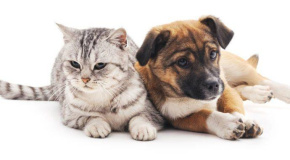 Ródão: Campanha de esterilização de animais domésticos - Vimarsana News