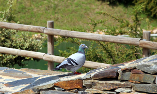 Proença-a-Nova: Observación de aves en Ciência Viva