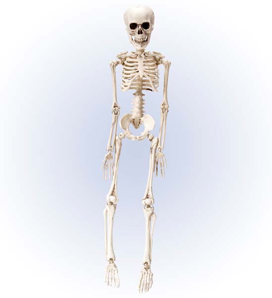 Plastic Skeleton 50cm Widmann